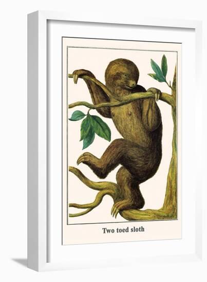 Two Toed Sloth-Albertus Seba-Framed Art Print