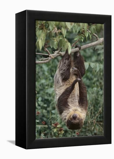 Two-Toed Tree Sloth Hanging from Tree-DLILLC-Framed Premier Image Canvas