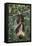 Two-Toed Tree Sloth Hanging from Tree-DLILLC-Framed Premier Image Canvas