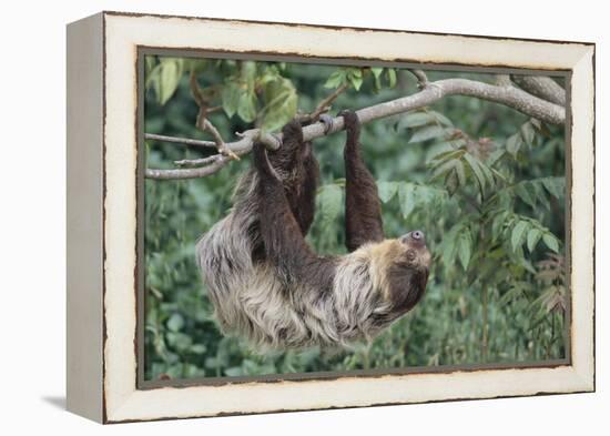 Two-Toed Tree Sloth Hanging from Tree-DLILLC-Framed Premier Image Canvas