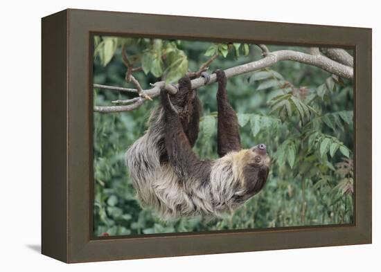 Two-Toed Tree Sloth Hanging from Tree-DLILLC-Framed Premier Image Canvas