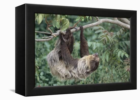 Two-Toed Tree Sloth Hanging from Tree-DLILLC-Framed Premier Image Canvas