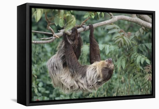 Two-Toed Tree Sloth Hanging from Tree-DLILLC-Framed Premier Image Canvas