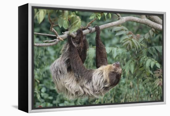 Two-Toed Tree Sloth Hanging from Tree-DLILLC-Framed Premier Image Canvas