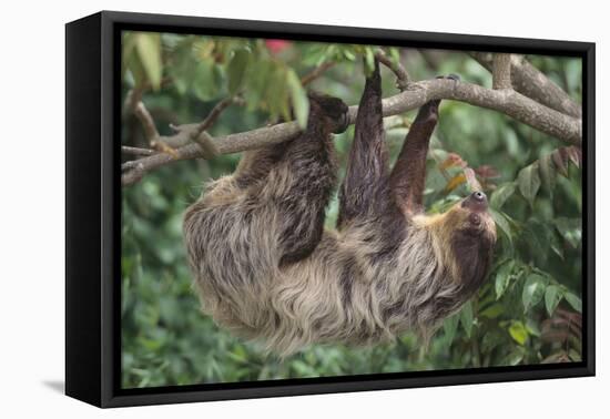 Two-Toed Tree Sloth Hanging from Tree-DLILLC-Framed Premier Image Canvas