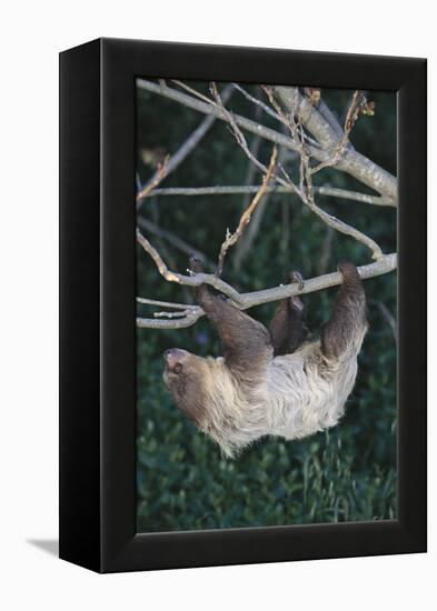 Two-Toed Tree Sloth Hanging from Tree-DLILLC-Framed Premier Image Canvas