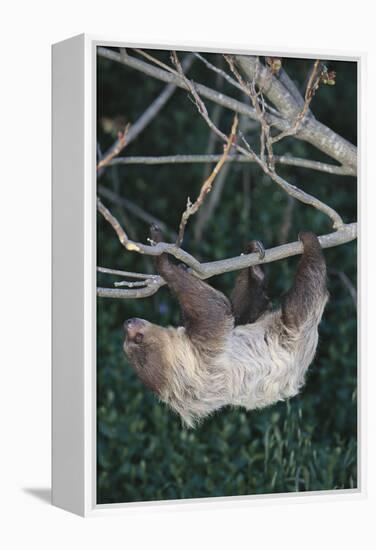 Two-Toed Tree Sloth Hanging from Tree-DLILLC-Framed Premier Image Canvas