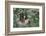 Two-Toed Tree Sloth Hanging from Tree-DLILLC-Framed Photographic Print