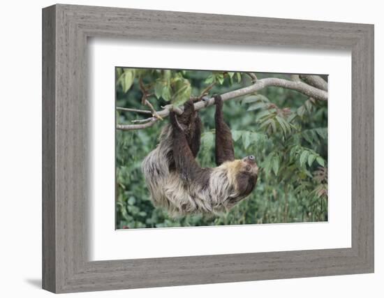 Two-Toed Tree Sloth Hanging from Tree-DLILLC-Framed Photographic Print