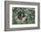 Two-Toed Tree Sloth Hanging from Tree-DLILLC-Framed Photographic Print