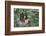 Two-Toed Tree Sloth Hanging from Tree-DLILLC-Framed Photographic Print