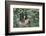 Two-Toed Tree Sloth Hanging from Tree-DLILLC-Framed Photographic Print