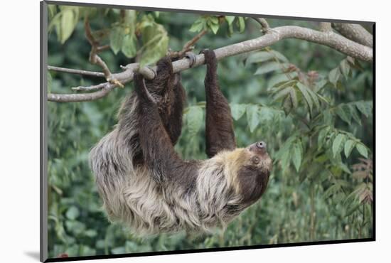 Two-Toed Tree Sloth Hanging from Tree-DLILLC-Mounted Photographic Print