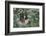 Two-Toed Tree Sloth Hanging from Tree-DLILLC-Framed Photographic Print