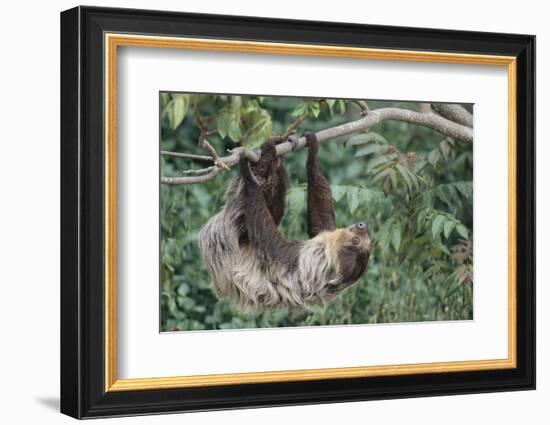 Two-Toed Tree Sloth Hanging from Tree-DLILLC-Framed Photographic Print