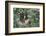 Two-Toed Tree Sloth Hanging from Tree-DLILLC-Framed Photographic Print