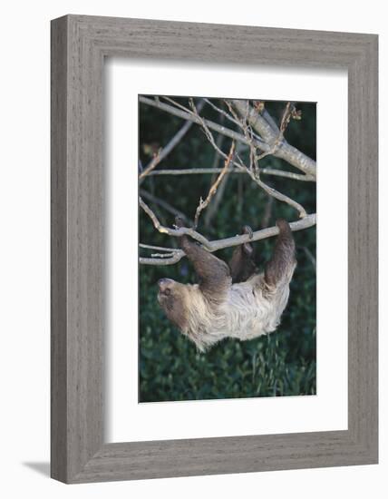 Two-Toed Tree Sloth Hanging from Tree-DLILLC-Framed Photographic Print