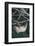 Two-Toed Tree Sloth Hanging from Tree-DLILLC-Framed Photographic Print