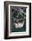 Two-Toed Tree Sloth Hanging from Tree-DLILLC-Framed Photographic Print