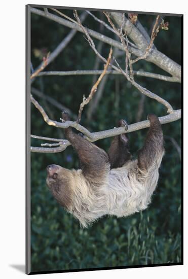 Two-Toed Tree Sloth Hanging from Tree-DLILLC-Mounted Photographic Print