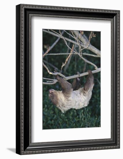 Two-Toed Tree Sloth Hanging from Tree-DLILLC-Framed Photographic Print