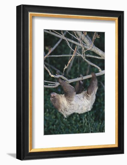 Two-Toed Tree Sloth Hanging from Tree-DLILLC-Framed Photographic Print