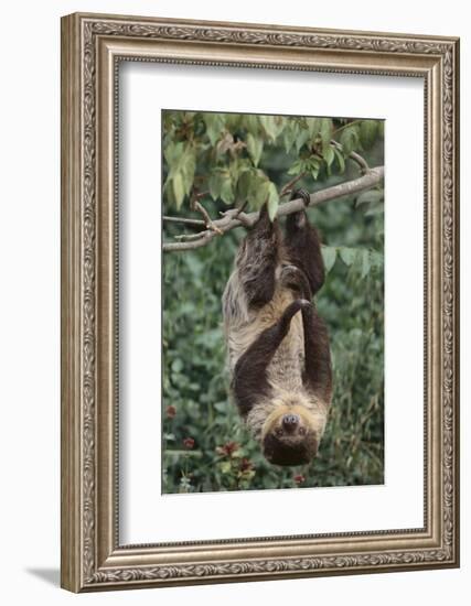 Two-Toed Tree Sloth Hanging from Tree-DLILLC-Framed Photographic Print