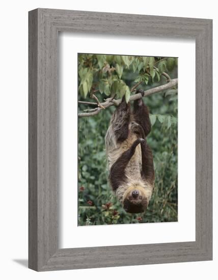 Two-Toed Tree Sloth Hanging from Tree-DLILLC-Framed Photographic Print