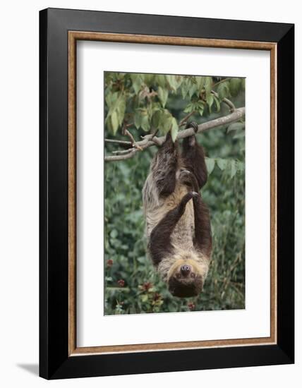 Two-Toed Tree Sloth Hanging from Tree-DLILLC-Framed Photographic Print