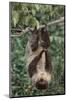 Two-Toed Tree Sloth Hanging from Tree-DLILLC-Mounted Photographic Print