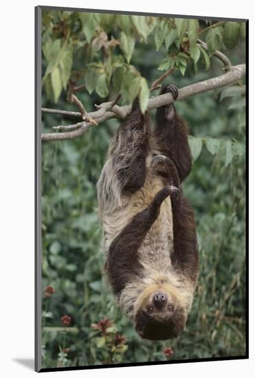 Two-Toed Tree Sloth Hanging from Tree-DLILLC-Mounted Photographic Print