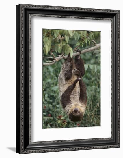 Two-Toed Tree Sloth Hanging from Tree-DLILLC-Framed Photographic Print