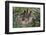 Two-Toed Tree Sloth Hanging from Tree-DLILLC-Framed Photographic Print