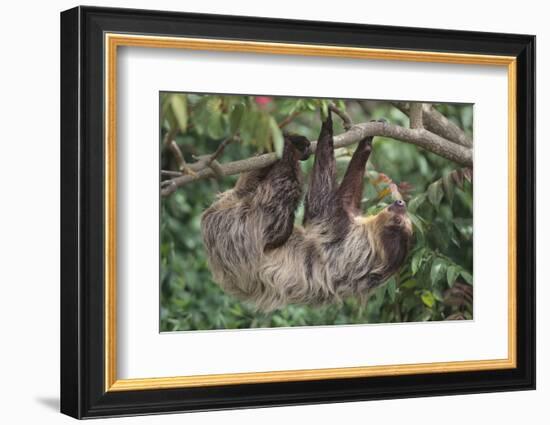 Two-Toed Tree Sloth Hanging from Tree-DLILLC-Framed Photographic Print