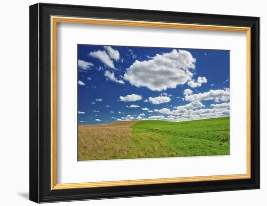 Two toned hill in the Flint Hills of Kansas-Michael Scheufler-Framed Photographic Print