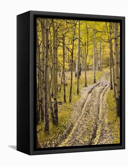 Two-Track Lane Through Fall Aspens, Near Telluride, Colorado-James Hager-Framed Premier Image Canvas