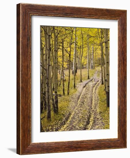 Two-Track Lane Through Fall Aspens, Near Telluride, Colorado-James Hager-Framed Photographic Print