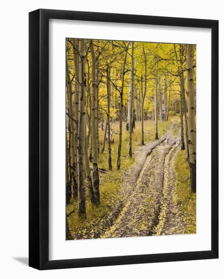 Two-Track Lane Through Fall Aspens, Near Telluride, Colorado-James Hager-Framed Photographic Print