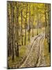 Two-Track Lane Through Fall Aspens, Near Telluride, Colorado-James Hager-Mounted Photographic Print