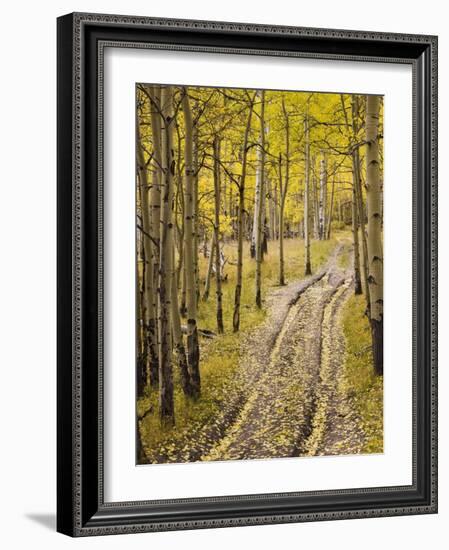 Two-Track Lane Through Fall Aspens, Near Telluride, Colorado-James Hager-Framed Photographic Print