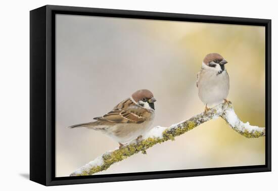 Two Tree Sparrows (Passer Montanus) Perched on a Snow Covered Branch, Perthshire, Scotland, UK-Fergus Gill-Framed Premier Image Canvas