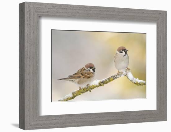 Two Tree Sparrows (Passer Montanus) Perched on a Snow Covered Branch, Perthshire, Scotland, UK-Fergus Gill-Framed Photographic Print