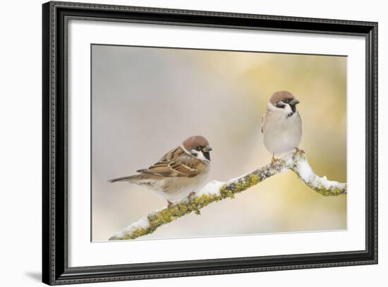 Two Tree Sparrows (Passer Montanus) Perched on a Snow Covered Branch, Perthshire, Scotland, UK-Fergus Gill-Framed Photographic Print