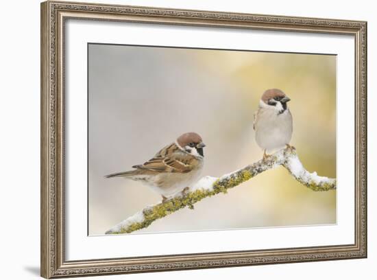 Two Tree Sparrows (Passer Montanus) Perched on a Snow Covered Branch, Perthshire, Scotland, UK-Fergus Gill-Framed Photographic Print