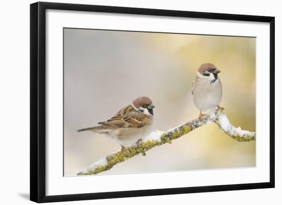 Two Tree Sparrows (Passer Montanus) Perched on a Snow Covered Branch, Perthshire, Scotland, UK-Fergus Gill-Framed Photographic Print