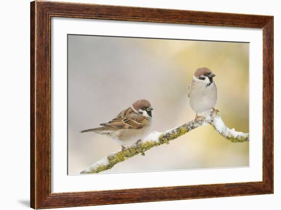 Two Tree Sparrows (Passer Montanus) Perched on a Snow Covered Branch, Perthshire, Scotland, UK-Fergus Gill-Framed Photographic Print