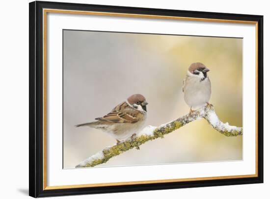 Two Tree Sparrows (Passer Montanus) Perched on a Snow Covered Branch, Perthshire, Scotland, UK-Fergus Gill-Framed Photographic Print