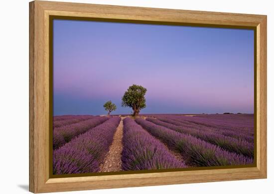 Two trees at the end of a lavender field at dusk, Plateau de Valensole, Provence, France-Francesco Fanti-Framed Premier Image Canvas