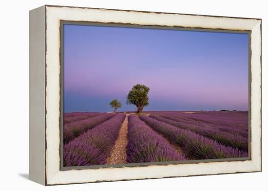 Two trees at the end of a lavender field at dusk, Plateau de Valensole, Provence, France-Francesco Fanti-Framed Premier Image Canvas