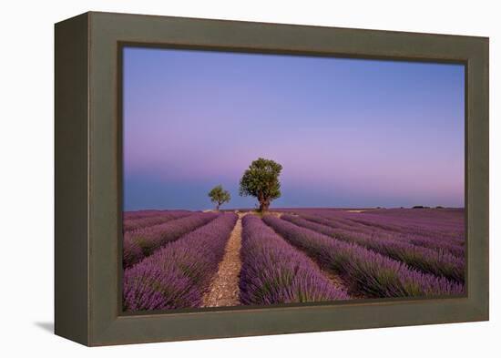 Two trees at the end of a lavender field at dusk, Plateau de Valensole, Provence, France-Francesco Fanti-Framed Premier Image Canvas